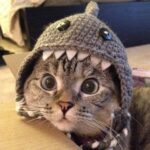 stripe_test_july_a